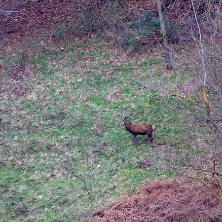 Hébergement de vacances Art Natura Juzet-de-Luchon